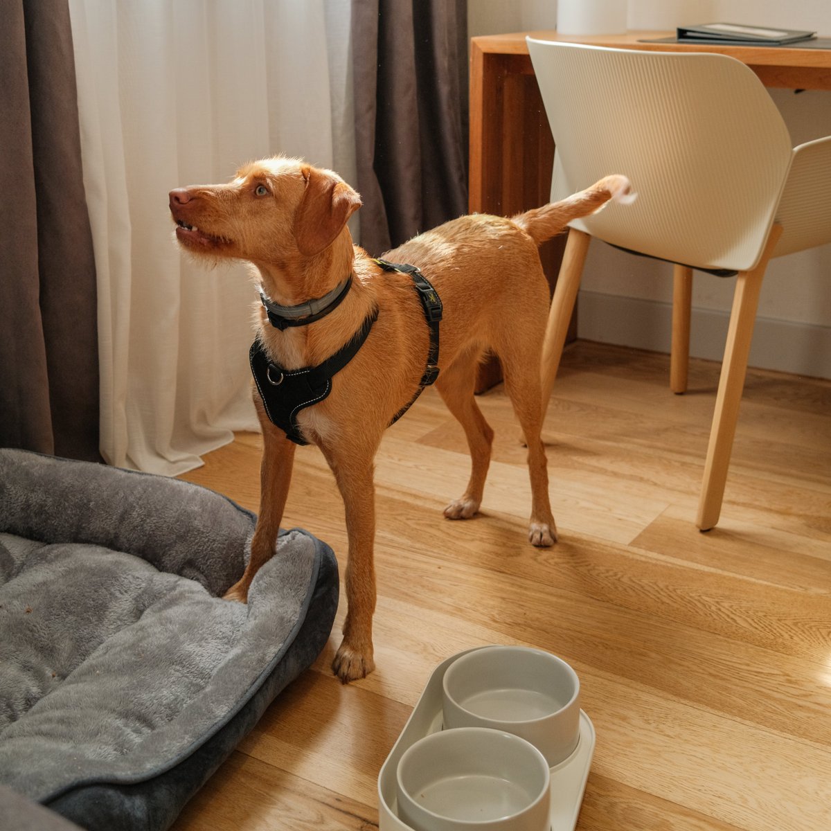 zenithoteles's tweet image. Porque viajar es mejor cuando nadie se queda atrás. 🐾

En Zenit, tus mascotas también son bienvenidas. 

#díamundialdeamaratumascota❤🐶
#PetFriendly