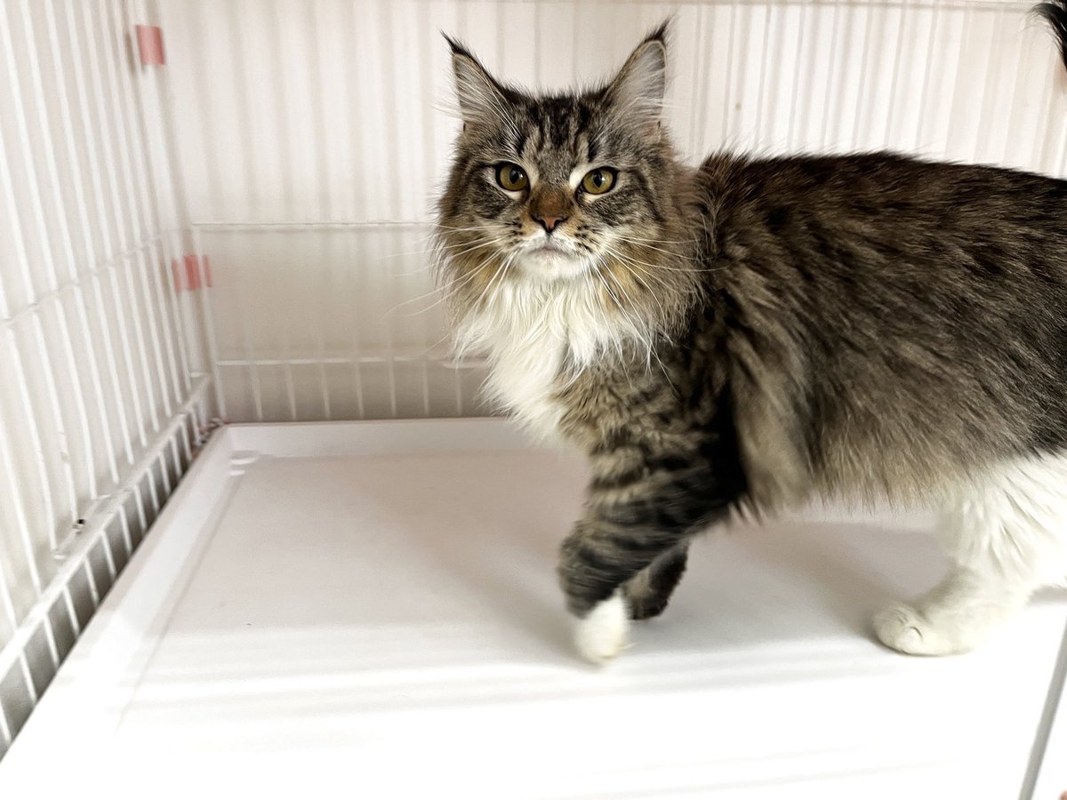 里親様募集中🐾】 マーサ #メインクーン 2025.3.23生まれの女の子 3.5