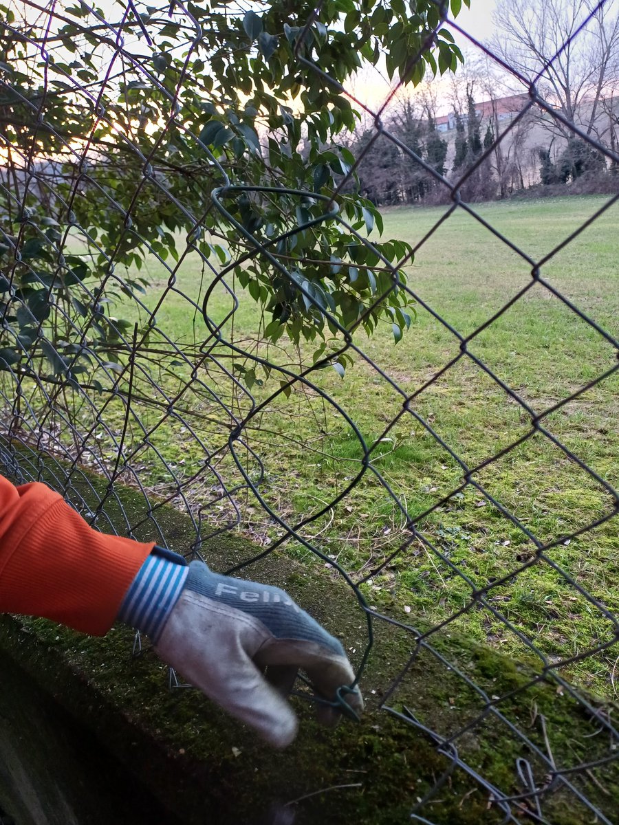La rete che delimita il ns giardino,posizion anni fa dallo zio giulio✝️, è stata tagliata in due punti.
Se n'è accorto ieri mio figlio facendo pulizia e potatura.
è proprio brutto vedere la rete ripiegata su se stessa
E la mente pensa:da quanto tempo sarà così?chi è venuto?😶‍🌫️