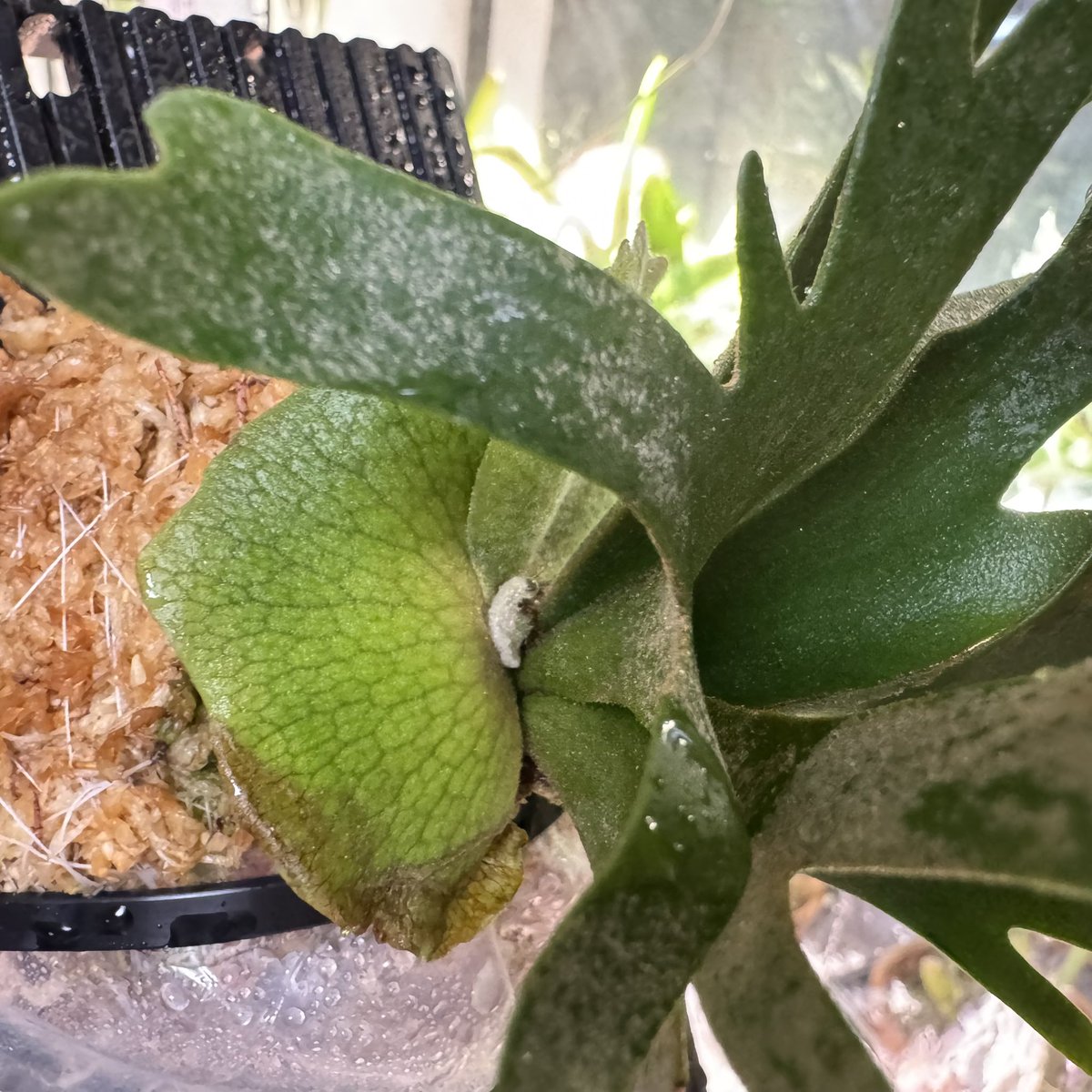 板付けして2日。 作業時に引っ掛けたり擦った、折ったところが褐変