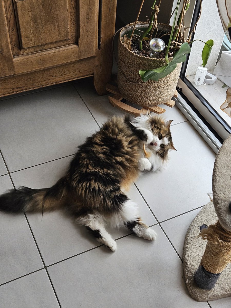 🐈🐈‍⬛ tweet media