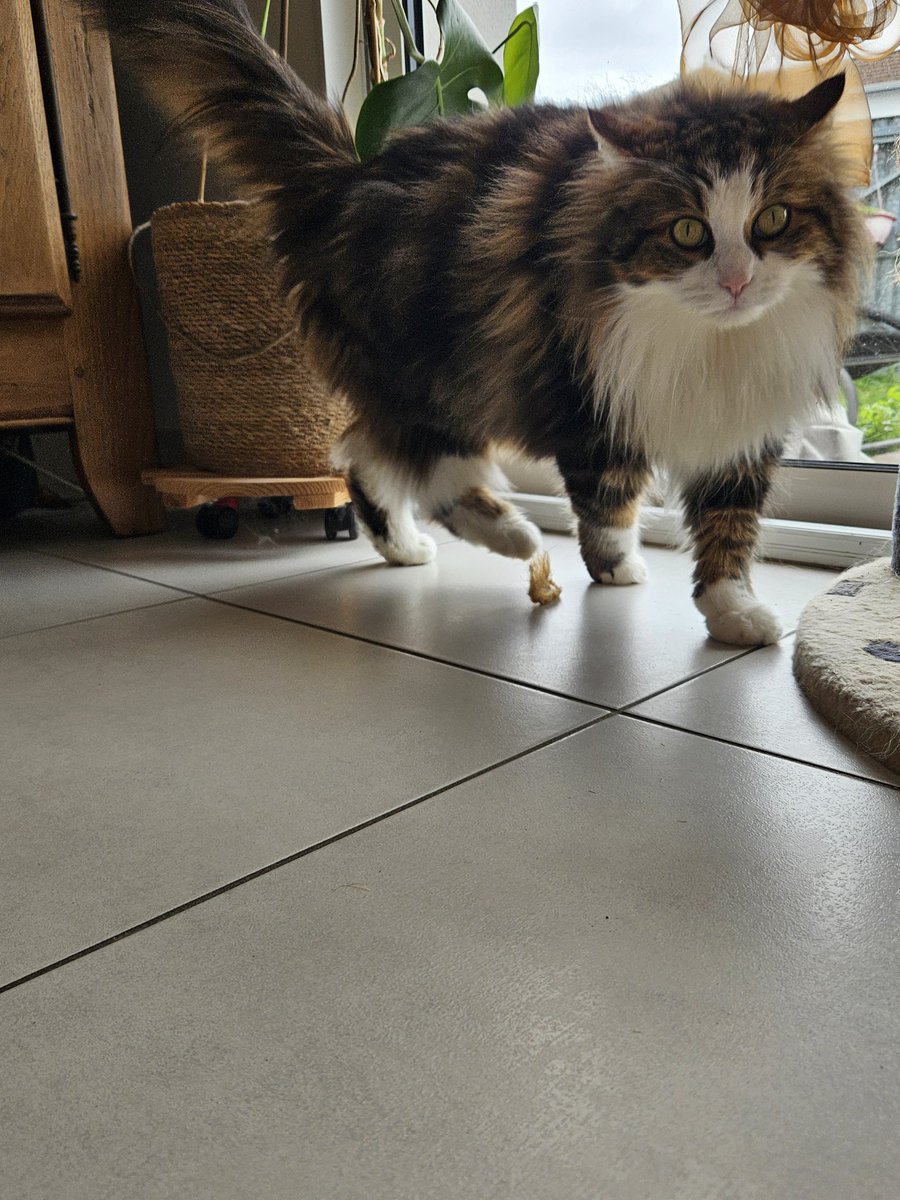 🐈🐈‍⬛ tweet media