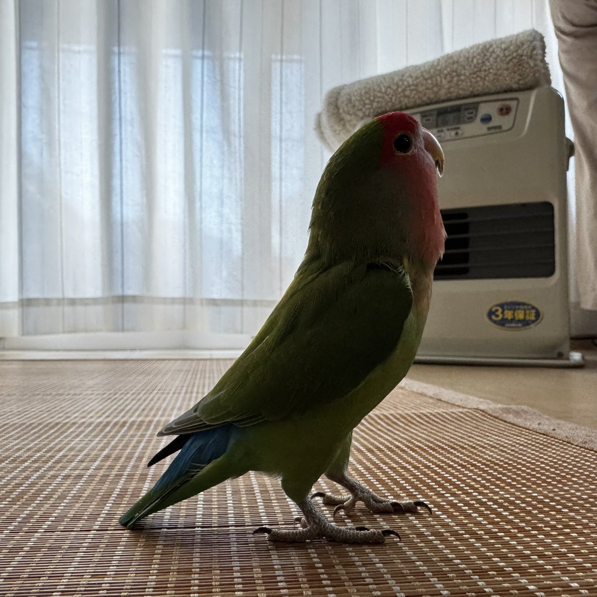 お疲れさまです！
#コザクラインコ