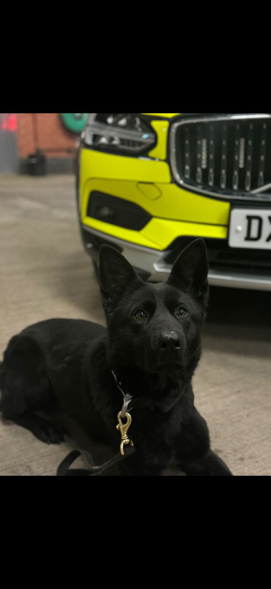 Staffs Dogs & ARV tweet media