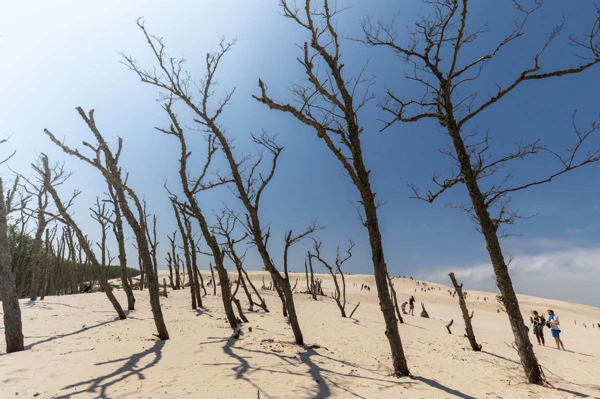 PolandTravel_UK's tweet photo. 🌲 No, this isn’t AI! 📍 The Dead Forest, Poland.
In Słowiński National Park, the eerie Dead Forest is one of Poland’s most surreal natural sights. Twisted tree stumps emerge from the sand like a post-apocalyptic artwork.
#SlowinskiNationalPark #DeadForest #VisitPoland https://t.co/OZsVcNRnuL