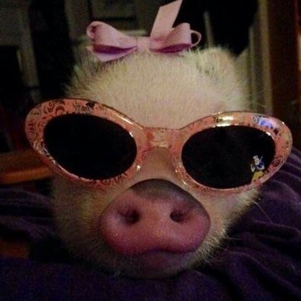 yourrubyx's tweet image. จั๊นเท่หรือไม่ .. 🐷🐽😎