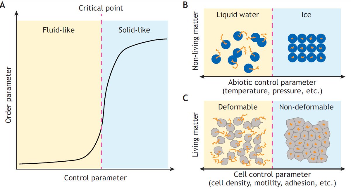 Development tweet media