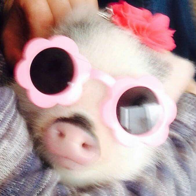 แฮปปี้คนเลี้ยงหมู