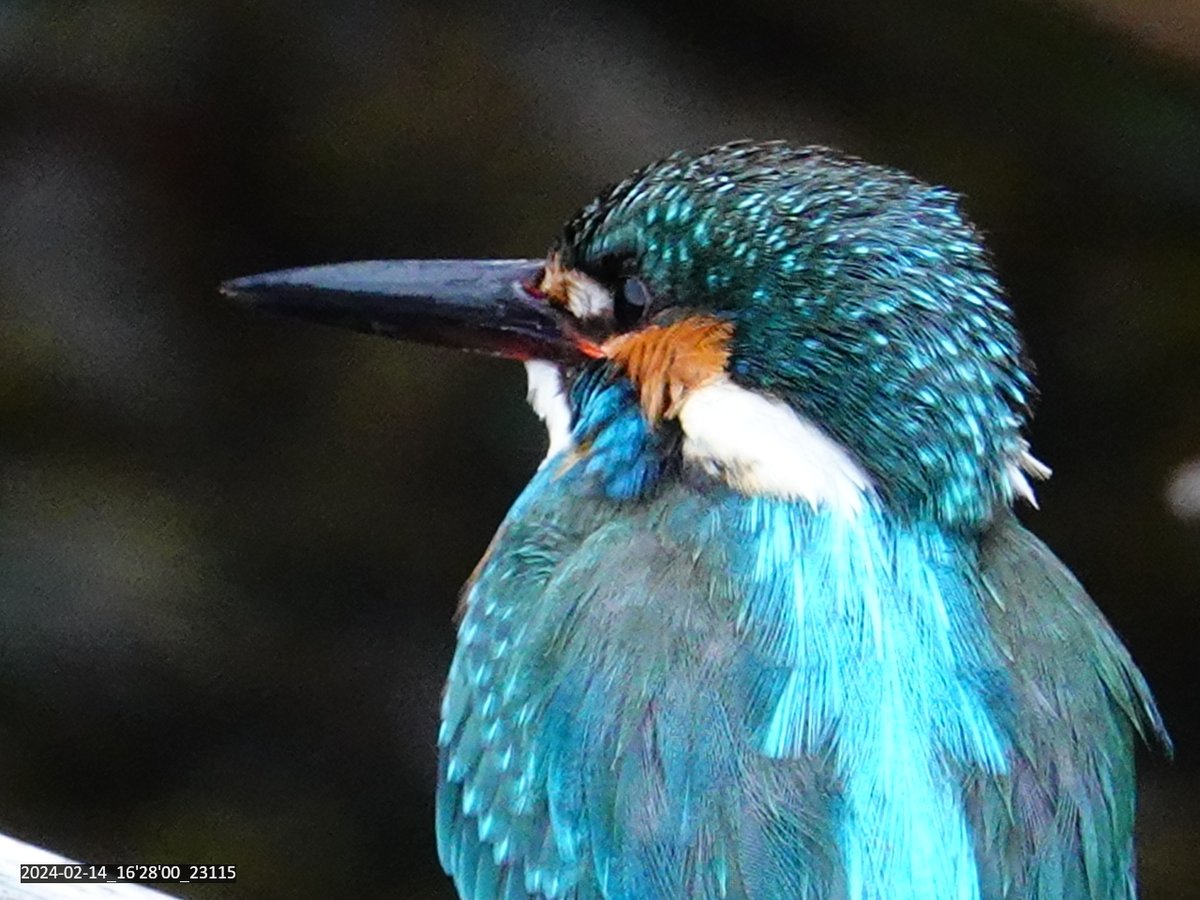カワセミ #kingfisher 2024-02-14_16'28'00_23115_1