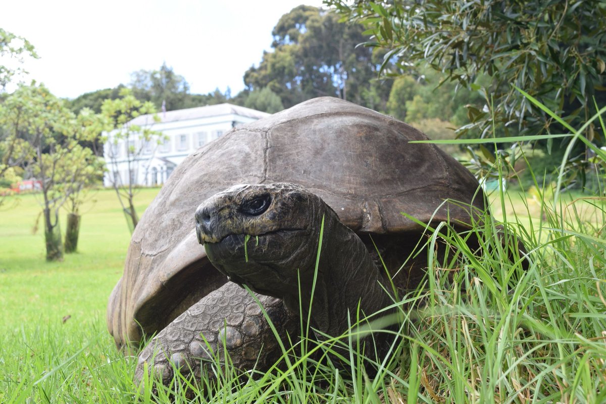 RepPlusUK's tweet image. One of the last surviving Seychelles Giant Tortoises, Jonathan has lived at Plantation House, the Governor’s residence, since 1882 and is estimated to be 193 this year!
Find out more here: sthelenatourism.com/history-and-he… 
#StHelenaTourism#ABreathOfFreshAir #RepPlusClient