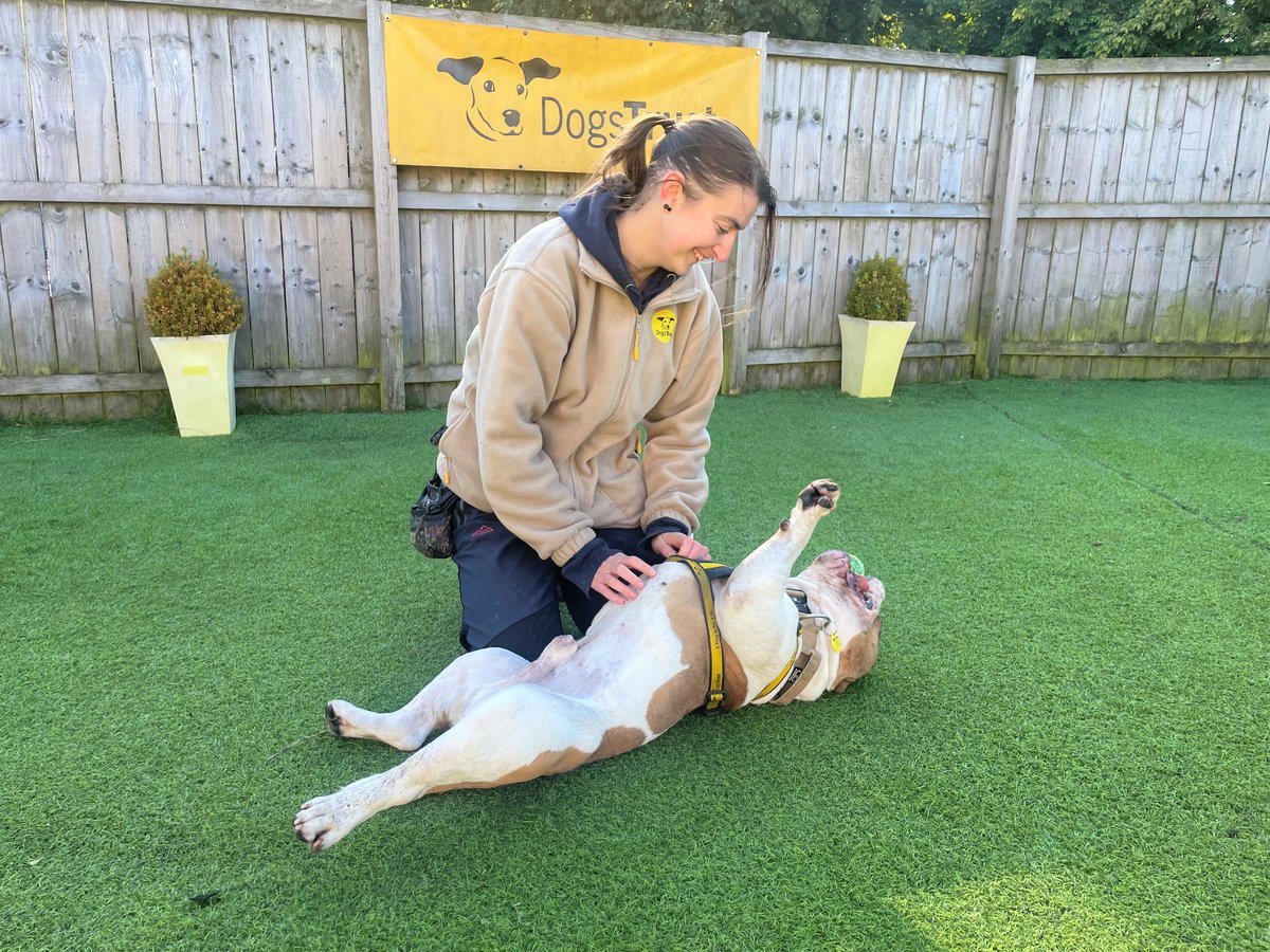 Mr Moss is looking for a place to call his own🥺The most important thing in the world to this guy is his favourite bouncy ball which he takes absolutely everywhere!

Moss is an absolute sweetheart, who loves the company of his people. He is an adorable lad would quite happily