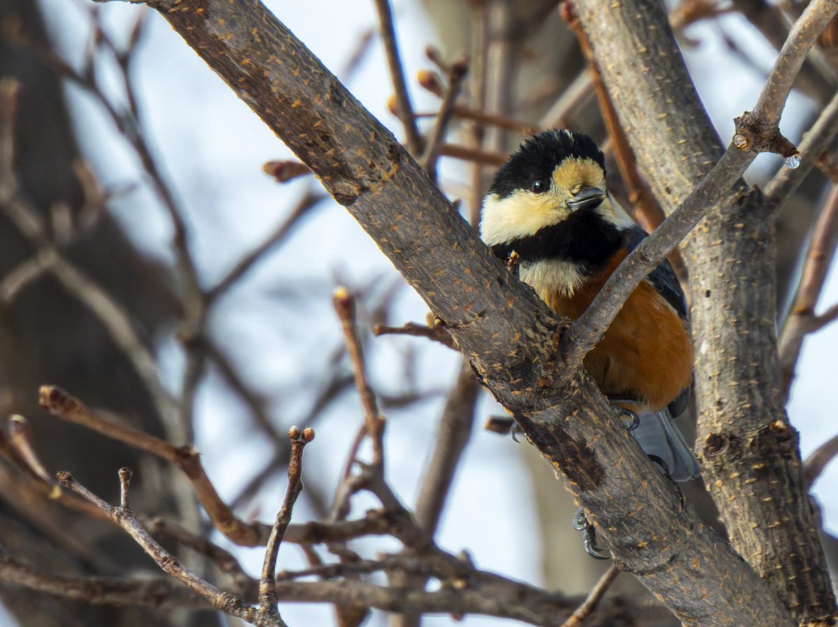 鳥散歩の撮れ高2。ヤマガラx3。チラッ、チラチラという感じで可愛らし