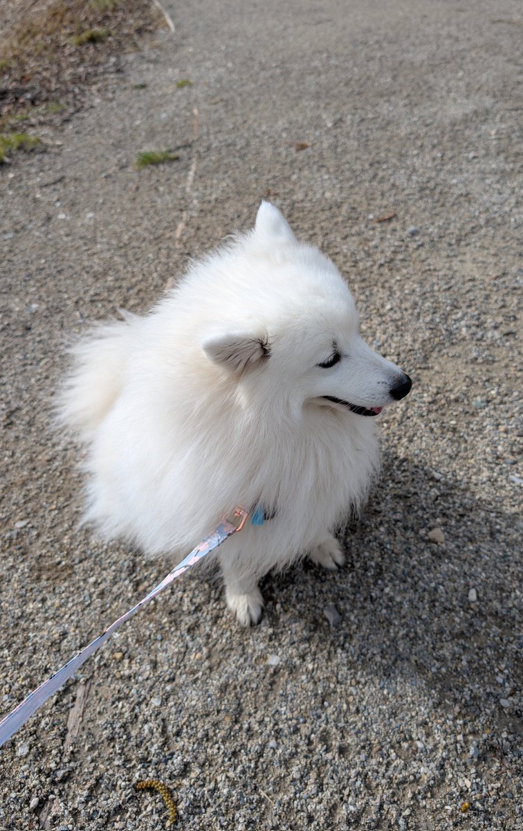 J'ai passé commande chez <a href="/NananasShop/">Nananas</a> pour un collier et une laisse. Ils sont magnifiques, je suis ravie !!
J'ai pris le Sakura pour les deux.
(On ne voit pas trop le collier parce que ma belle Aku a beaucoup de poils...)