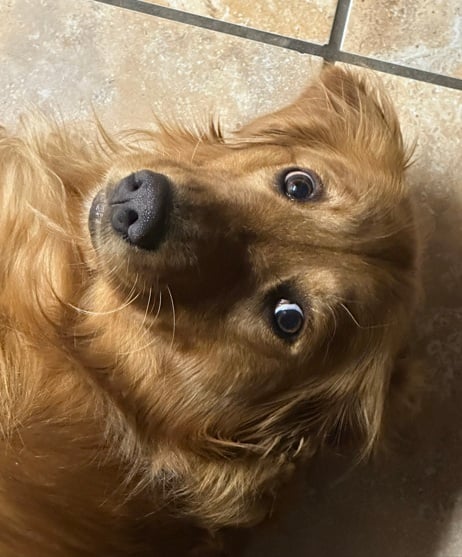 Penske Racing Shocks tweet media