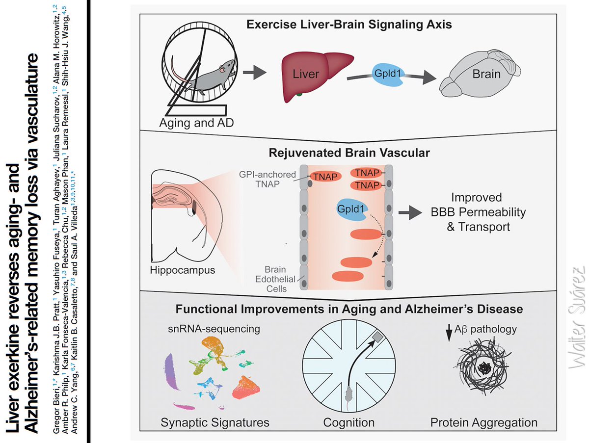 EL EJERCICIO COMO ESTRATEGIA PARA REJUVENECER LA MENTE

Durante el envejecimiento, y especialmente en contextos patológicos como el Alzheimer, se empieza a acumular ("anclar") en la vasculatura cerebral la proteína TNAP, dañando la integridad de la barrera hematoencefálica