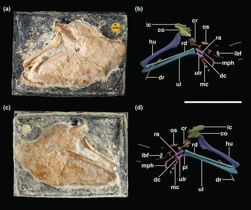 The Anatomical Record tweet media