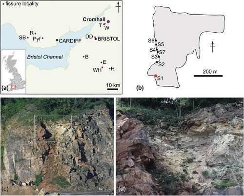The Anatomical Record tweet media