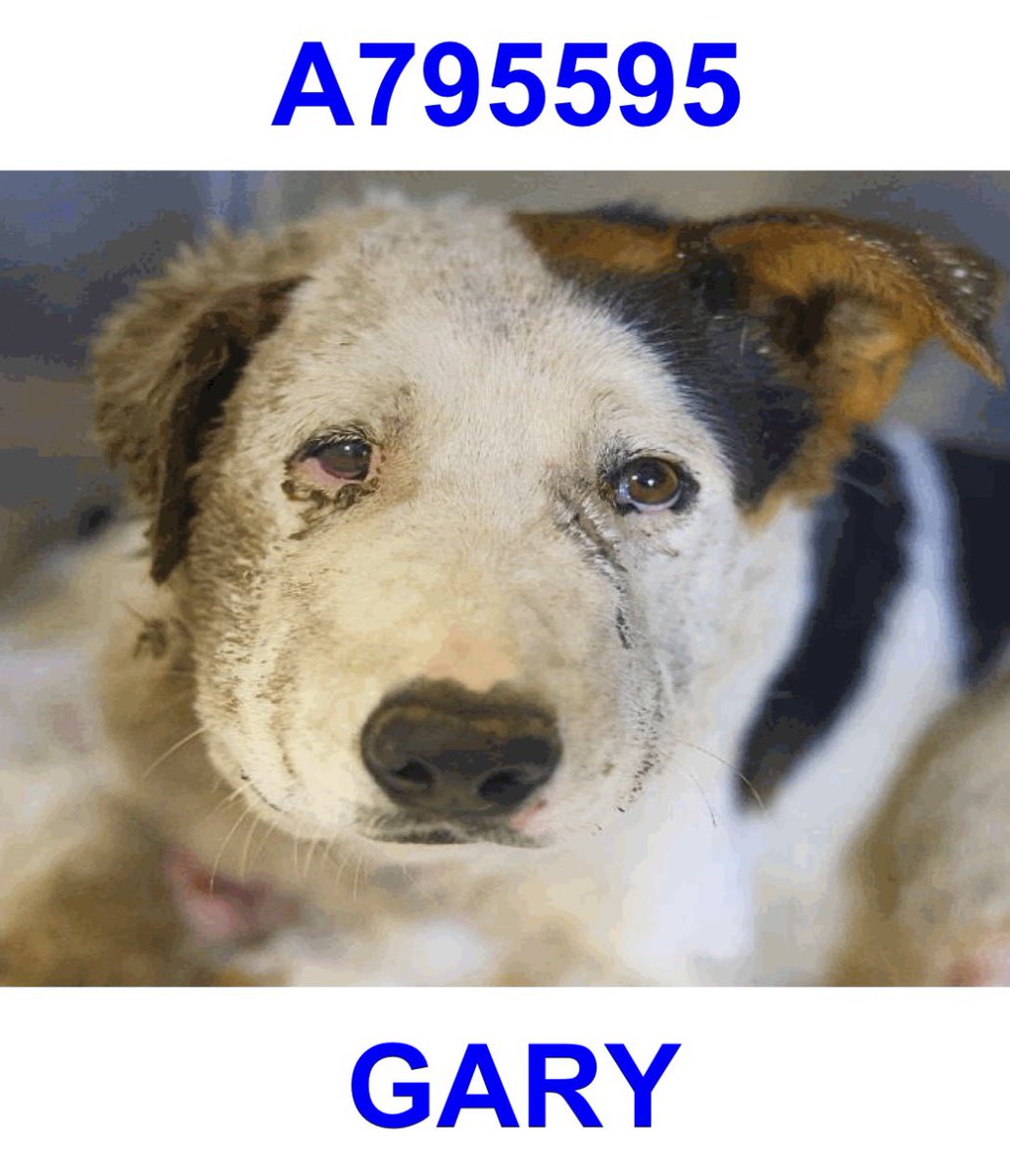 🆘 INJURED DOG CAN BE KILLED STARTING TODAY 2.20- TOMORROW 2.21 BY #SANANTONIO ACS #TEXAS‼️

❤️GARY ❤️#A795595
3yo M, 32.8 lbs

🚨Very painful, many puncture along the forelimbs &amp; R side of swollen neck

#AdoptDontShop #Foster #PledgeForRescue 🙏🏼