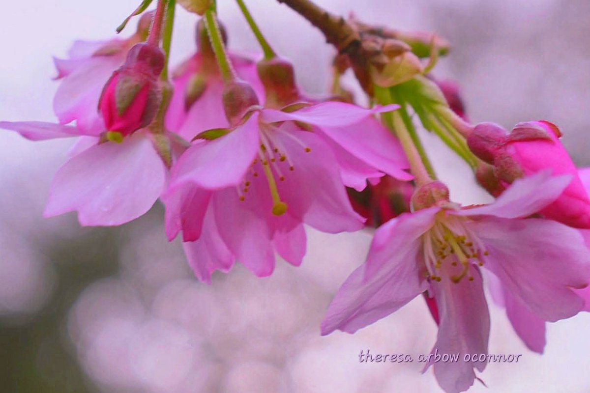 Happy Friday!  Cheers to a wonderful day ♡
#FlowersOnX #pnw