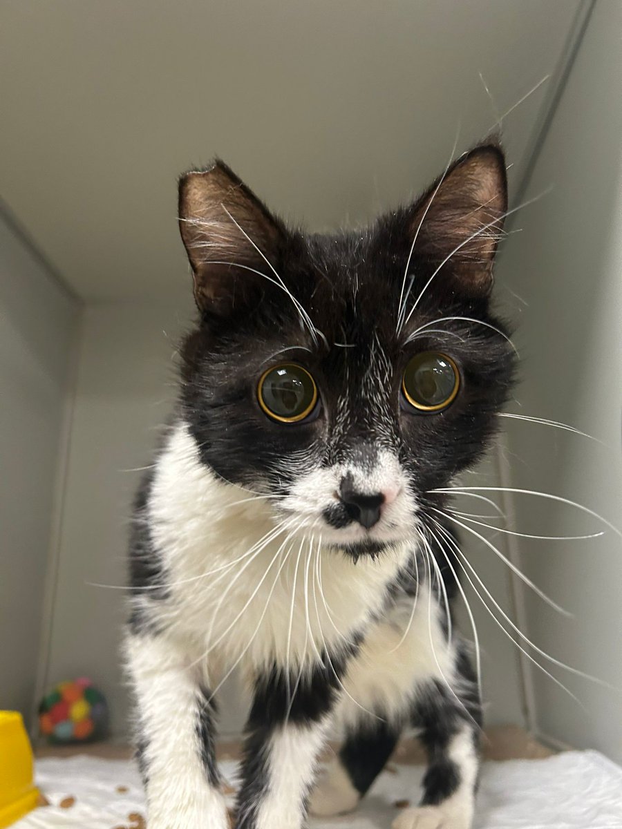 Merhaba, gözlerim kör ama gönlümün kapıları çok açık. 🥹 Bir yuva bulamıcam diye çok korkuyorum. 😪 3 aydır veterinerdeyim, burası çok sessiz ve yalnız. Lütfen beni bir kez daha paylaşıp, tüm ülkeye sesimi duyurur musunuz?  🥹 (Detaylarım aşağıda.)