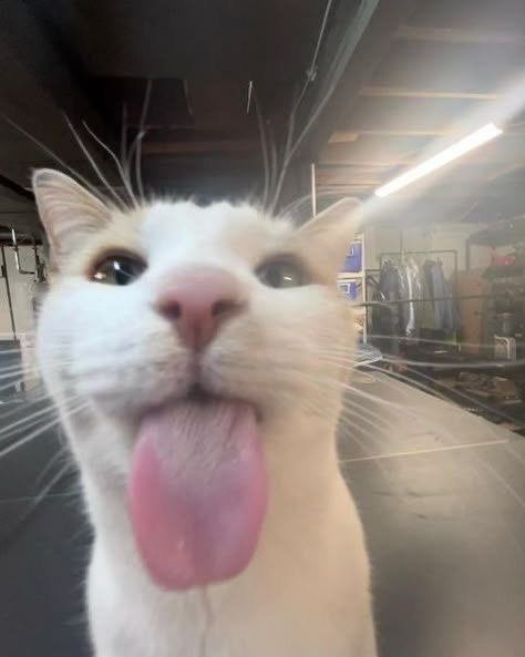 ˗ˋˏ effy ˎˊ˗ tweet media