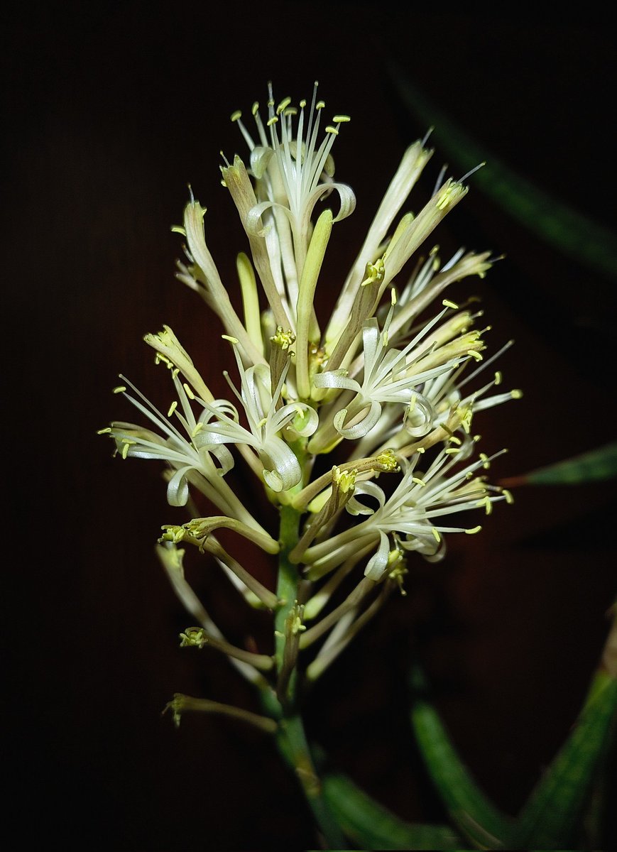 Yo diciendo "no abren las flores y ya van dos días 🤔" pues si, sólo abren de noche 😍 y con un olor tan peculiar 😱.
No soy bueno tomando fotos en la oscuridad, con ayuda de una lámpara tipo minero la pude tomar .
#Viernesdeflores de <a href="/wonder_m_r/">Armando Maravilla - Wonder</a>.
#Felizviernes 👋🏻😄