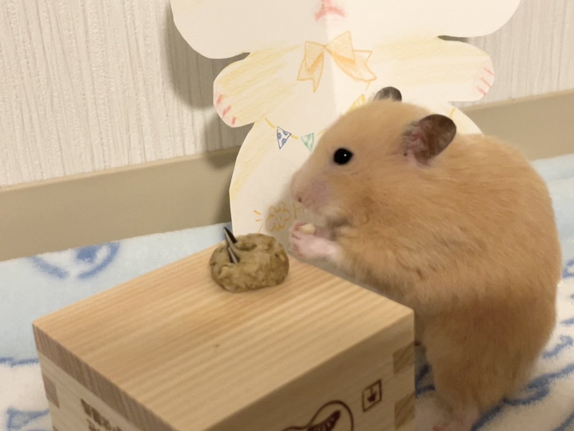 o_opun_n's tweet photo. 🎉ぷんちゃん1歳になりました🎂

- ̗̀ 𝙷𝙰𝙿𝙿𝚈 𝙱𝙸𝚁𝚃𝙷𝙳𝙰𝚈  ̖́-

だいすきなぷんちゃん！
あいしてるよ！ https://t.co/miyjRC3kl6