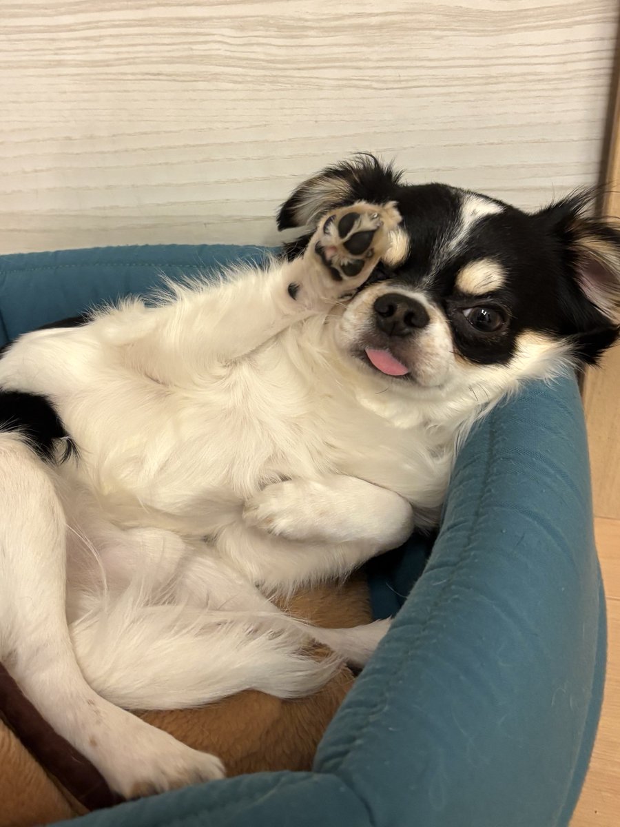 おやすみー🐶🐶💤