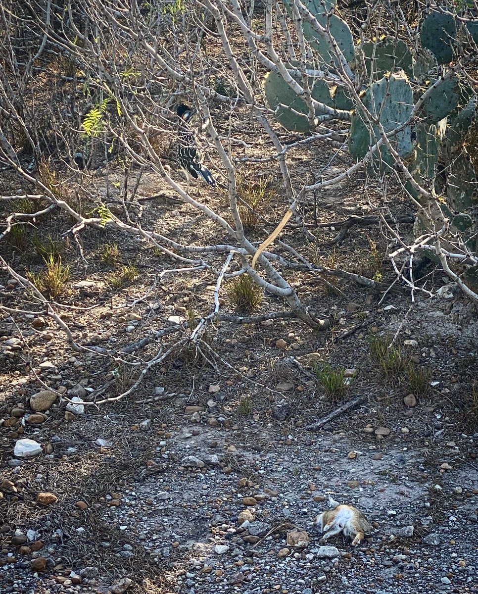 Radioactive Red tweet media