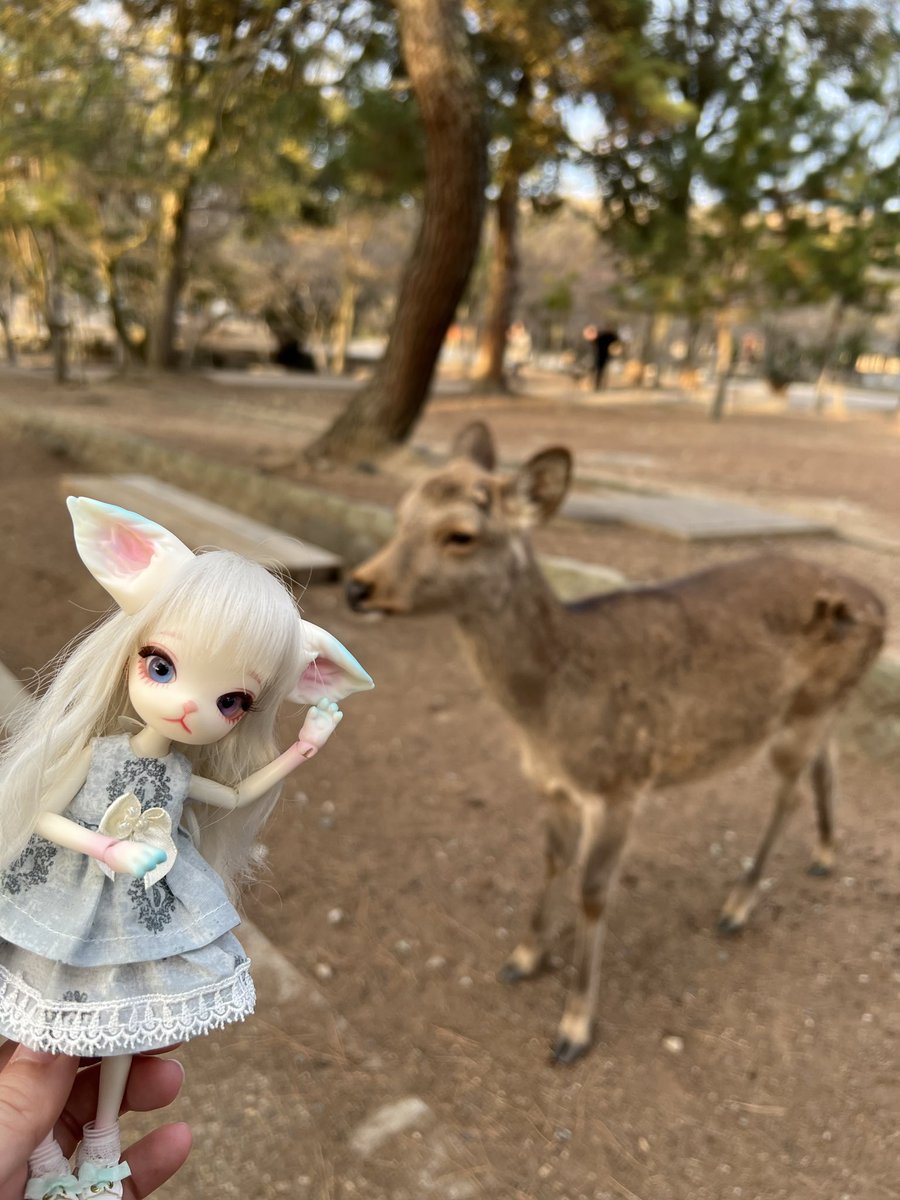 『にゃにゃ…あそこに鹿さんがいるにゃ…
　今にゃ！一緒に撮るにゃ！！！』