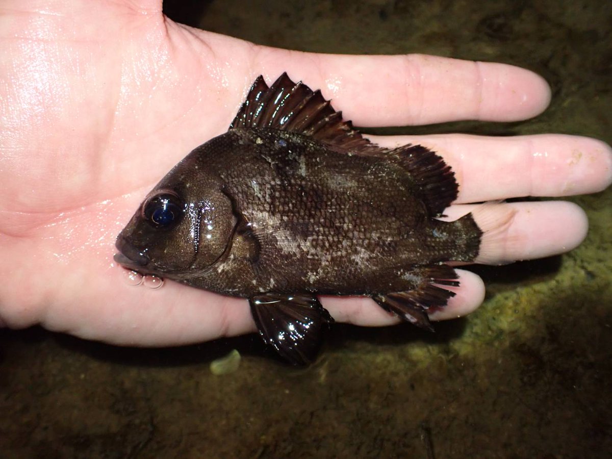 DSKtumsat's tweet photo. 動植物研究会は沖縄島で合宿を行いました！
シダや海浜植物、汽水ハゼや両爬虫類など、南方の多様な生物を観察できました！ https://t.co/GmwSbQt9Cd