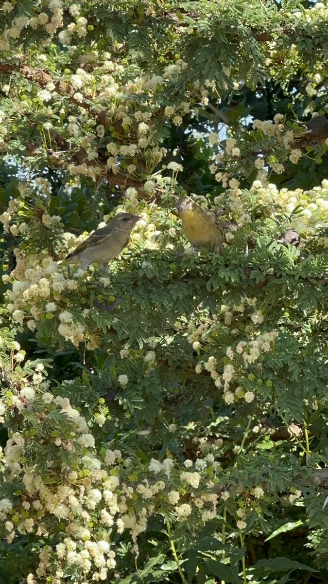 Miti Alliance tweet media