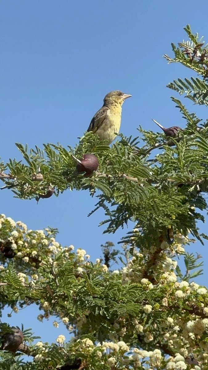 Miti Alliance tweet media