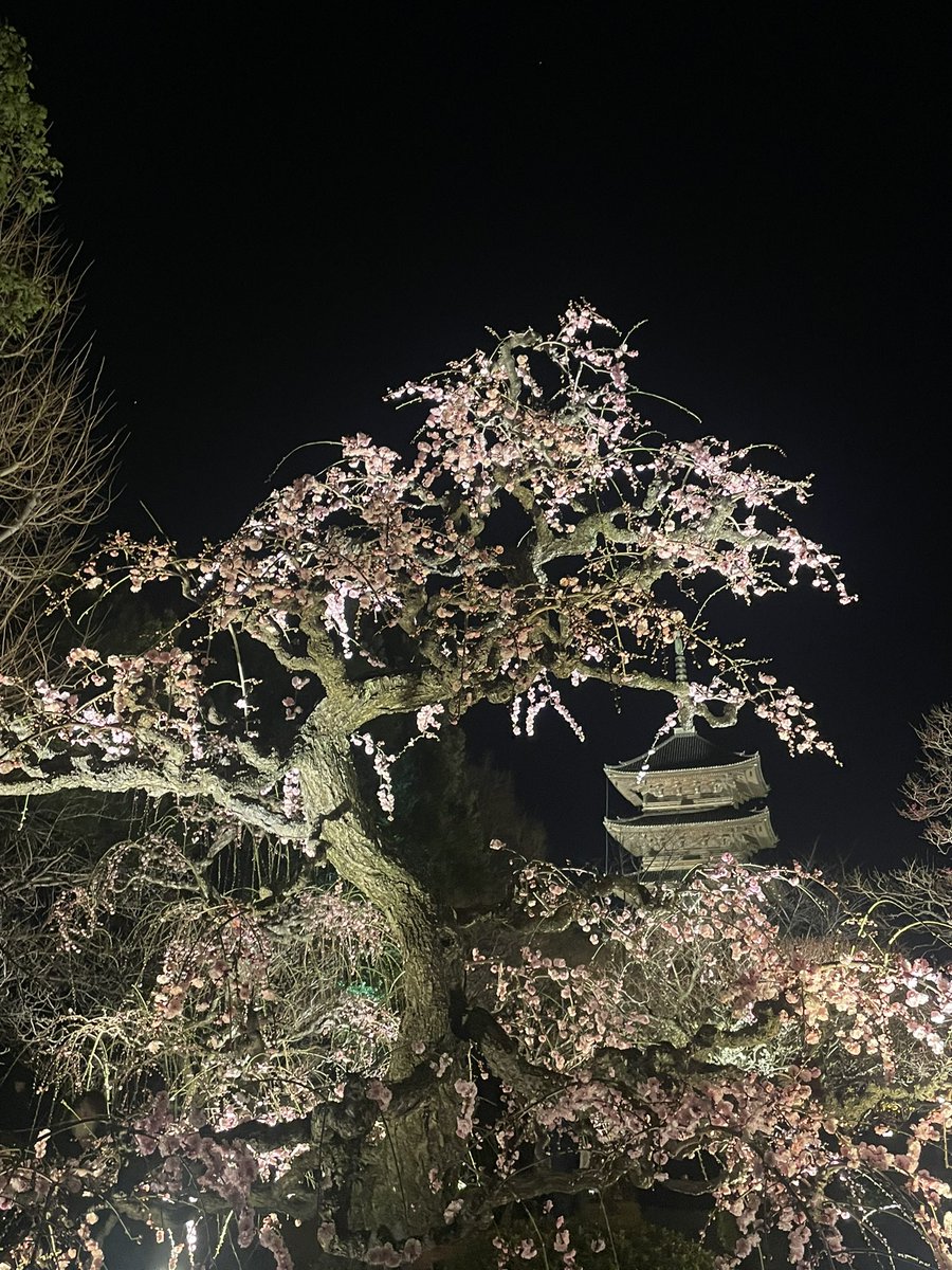 oncha9494's tweet photo. 東寺月回廊へ🌙
梅が少し咲き始めてきてたので
それもまたよかったな
#東寺月回廊 https://t.co/CK3JHkirbg