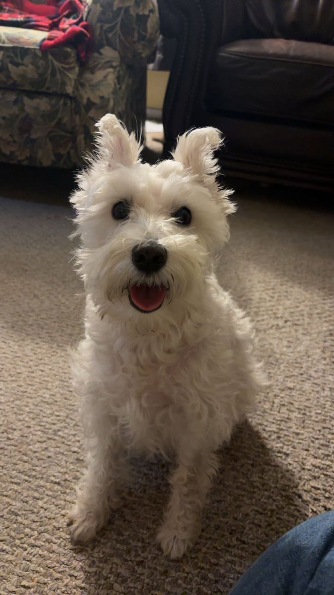 bri_ebi's tweet photo. @Garrett_Watts this is Daisy! She is the silliest dog in the world. Shes scared of almost everything. I got her right after I got a liver transplant that saved my life. Right before being wheeled in into surgery I asked my parents if I survive, can I get a dog, and 8 years later, here we are! https://t.co/iFxHV8MtUi