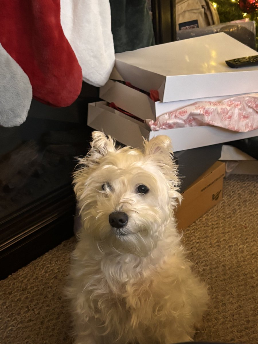 bri_ebi's tweet photo. @Garrett_Watts this is Daisy! She is the silliest dog in the world. Shes scared of almost everything. I got her right after I got a liver transplant that saved my life. Right before being wheeled in into surgery I asked my parents if I survive, can I get a dog, and 8 years later, here we are! https://t.co/iFxHV8MtUi