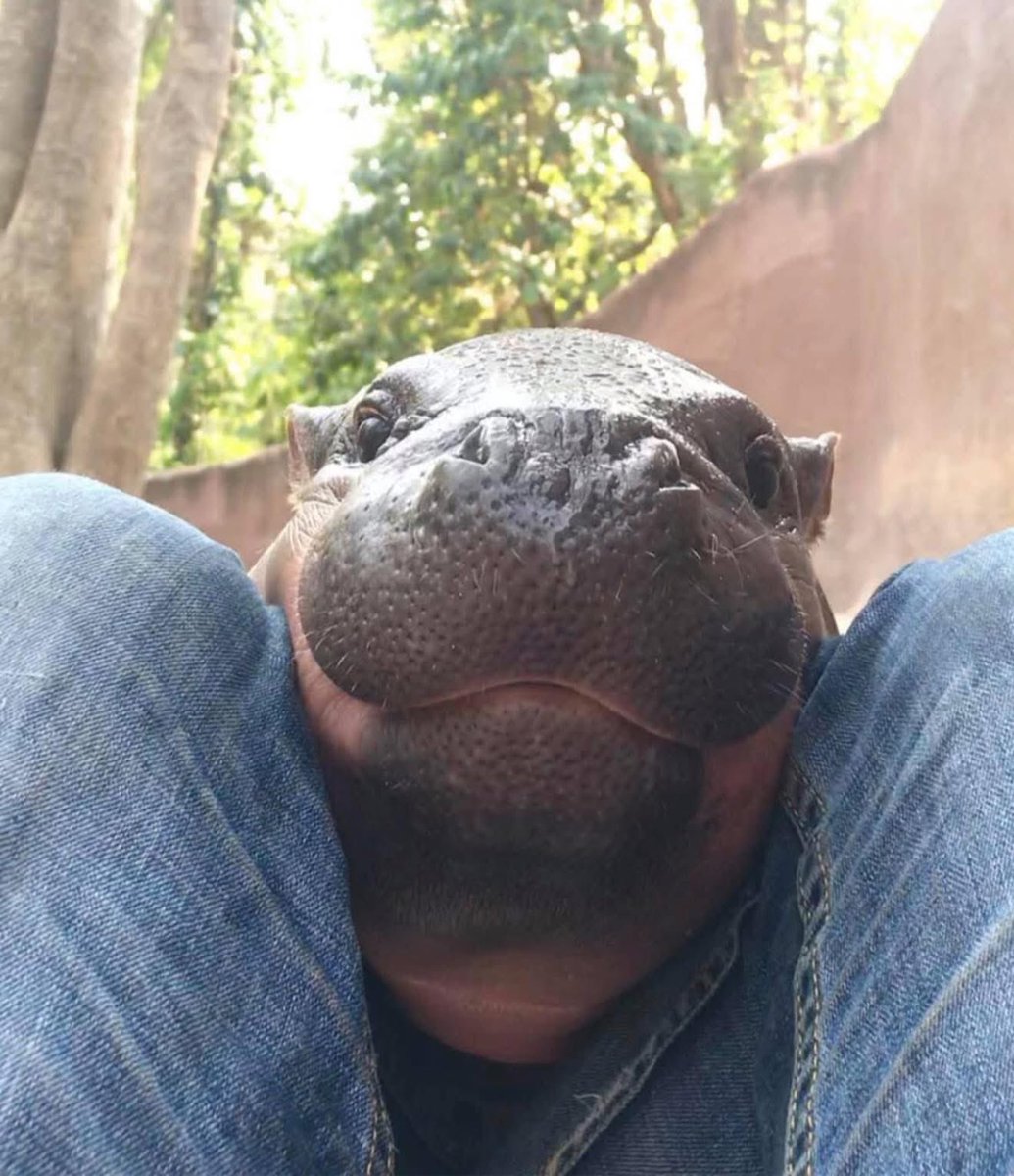 สมัยที่ยังไม่มีคนรู้จัก ผมเล่นกับฮิปโปแบบนี้ 🤣 #hippo #PygmyHippo #ขาหมูแอนด์เดอะแก๊ง #หมูเด้งเด้งกี่โมง #Moodeng #พี่ขาหมู #สวนสัตว์เปิดเขาเขียว