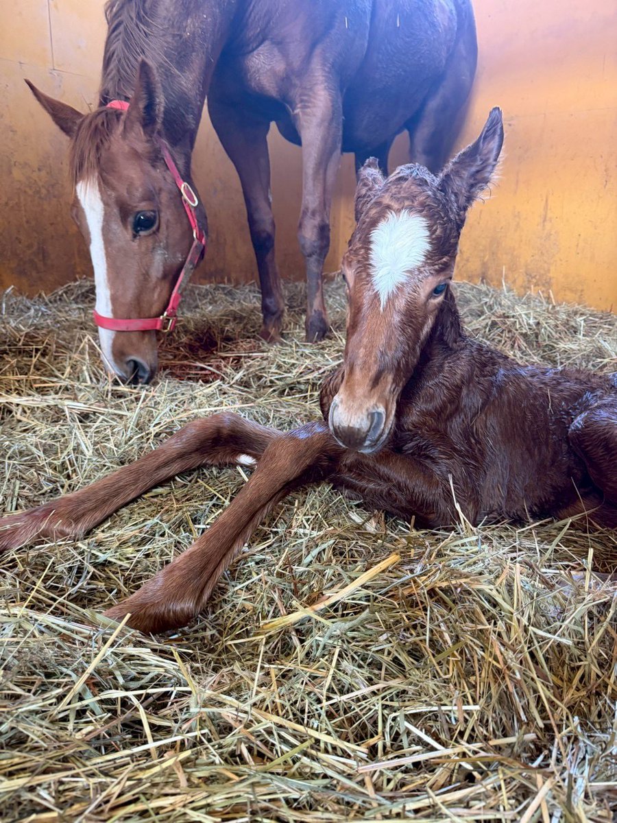 inabafarm's tweet photo. 毎日立て続けでした🐴みんな無事なのでこれもよしです！ちょっと寝れるー🥱 https://t.co/d5ufcKIG5f