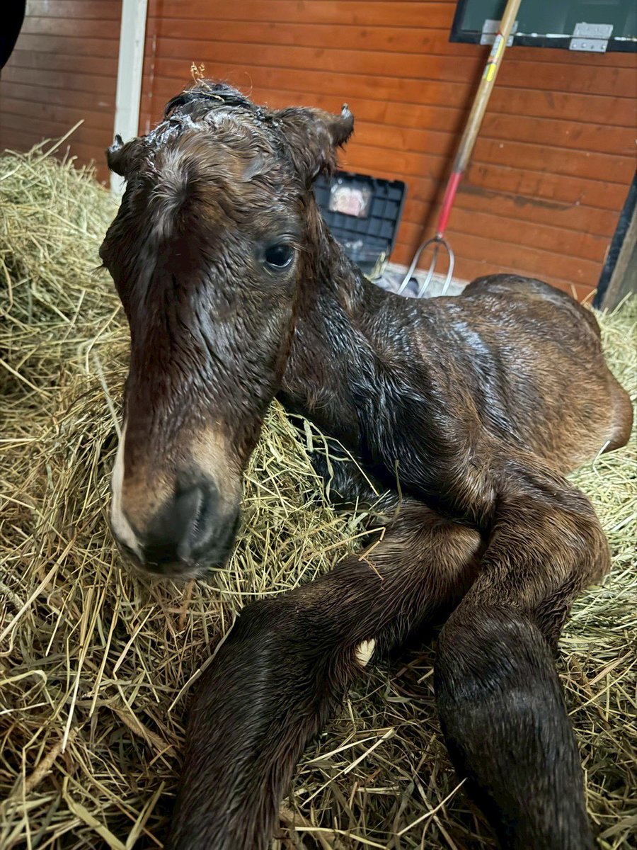 inabafarm's tweet photo. 毎日立て続けでした🐴みんな無事なのでこれもよしです！ちょっと寝れるー🥱 https://t.co/d5ufcKIG5f