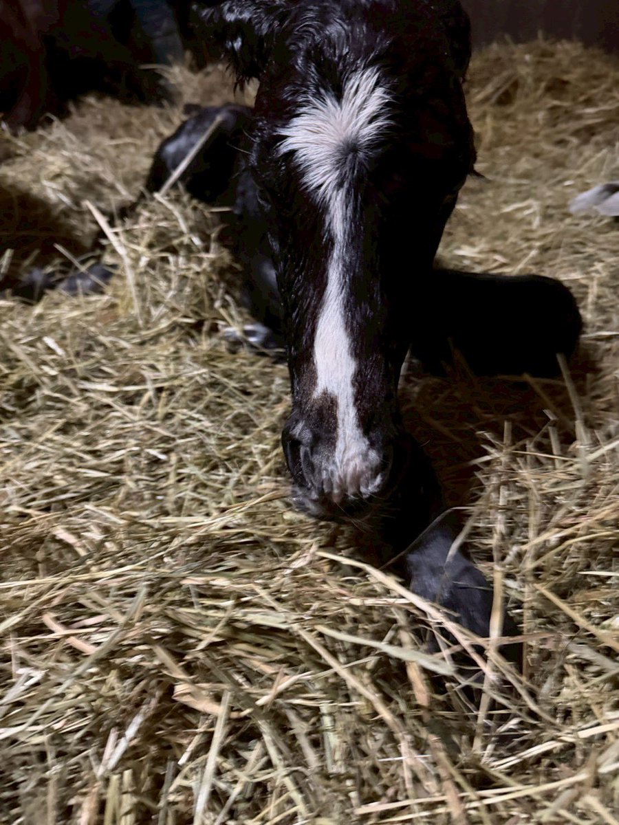 inabafarm's tweet photo. 毎日立て続けでした🐴みんな無事なのでこれもよしです！ちょっと寝れるー🥱 https://t.co/d5ufcKIG5f