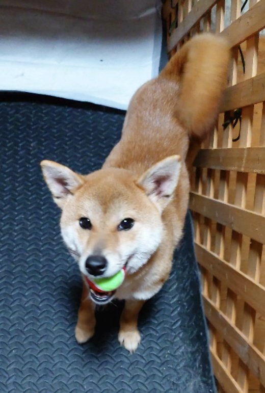 NoaPono's tweet photo. 【迷い犬保護しています】
2/20(保護6日目)
この子がこれまで付けていた首輪は小型犬用のものでした。(きっとこの子は大きめの中型犬になる)
ループがちぎれてしまっていたので新調しました。
ボールもプレゼント🥎
 #オスワリ習得中  #迷い犬保護中 https://t.co/ZeAFZrxl5F