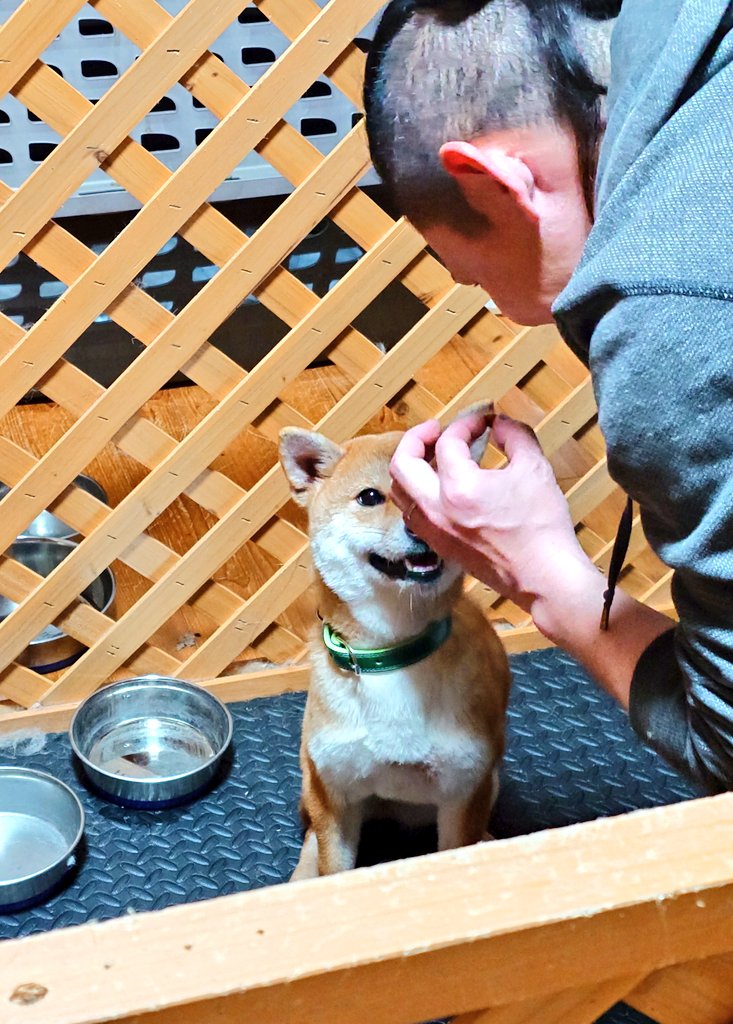 NoaPono's tweet photo. 【迷い犬保護しています】
2/20(保護6日目)
この子がこれまで付けていた首輪は小型犬用のものでした。(きっとこの子は大きめの中型犬になる)
ループがちぎれてしまっていたので新調しました。
ボールもプレゼント🥎
 #オスワリ習得中  #迷い犬保護中 https://t.co/ZeAFZrxl5F