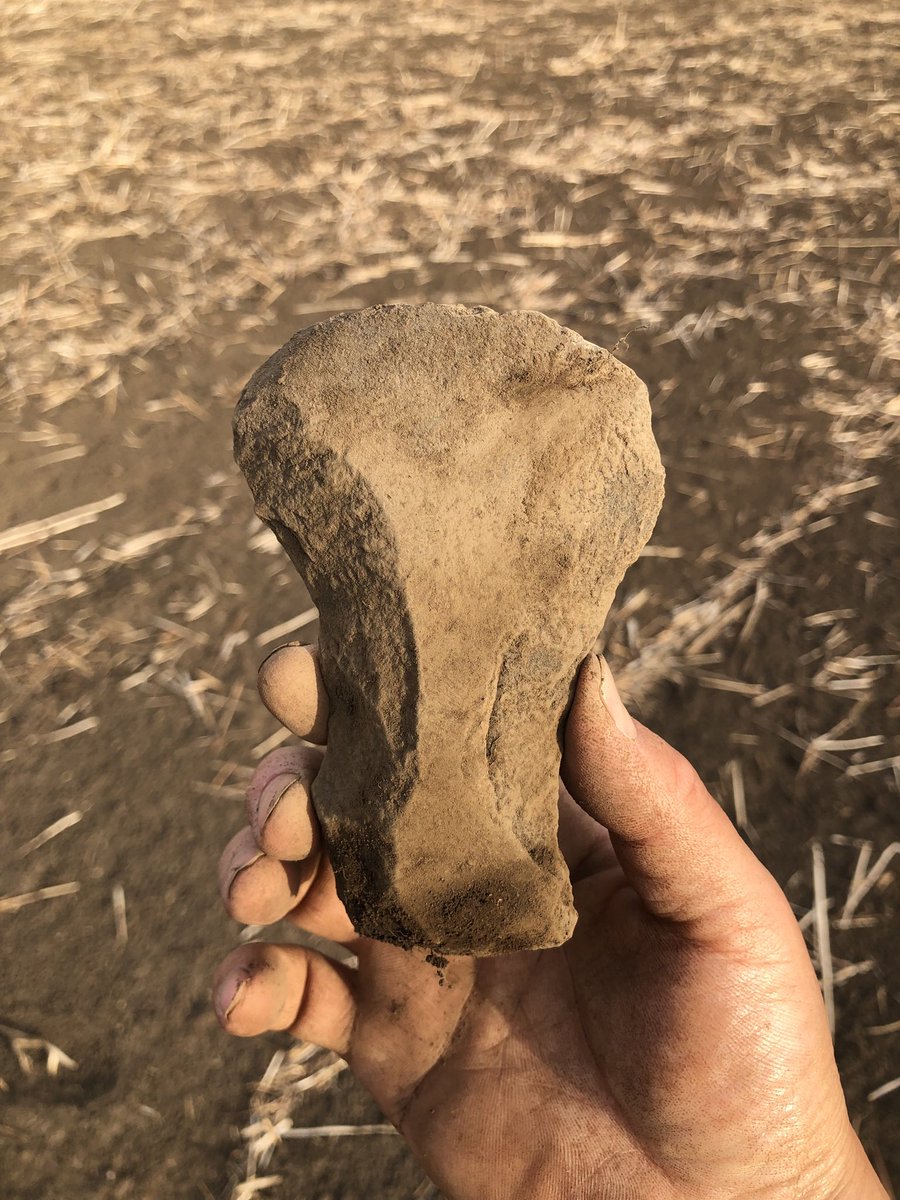 縄文時代晩期の分銅型打製石斧です🍖 簡単に言えばギャートルズの石斧