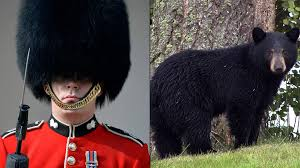 Another benefit of not having a Royal Family, is that they would stop killing Canadian bears to make stupid hats.