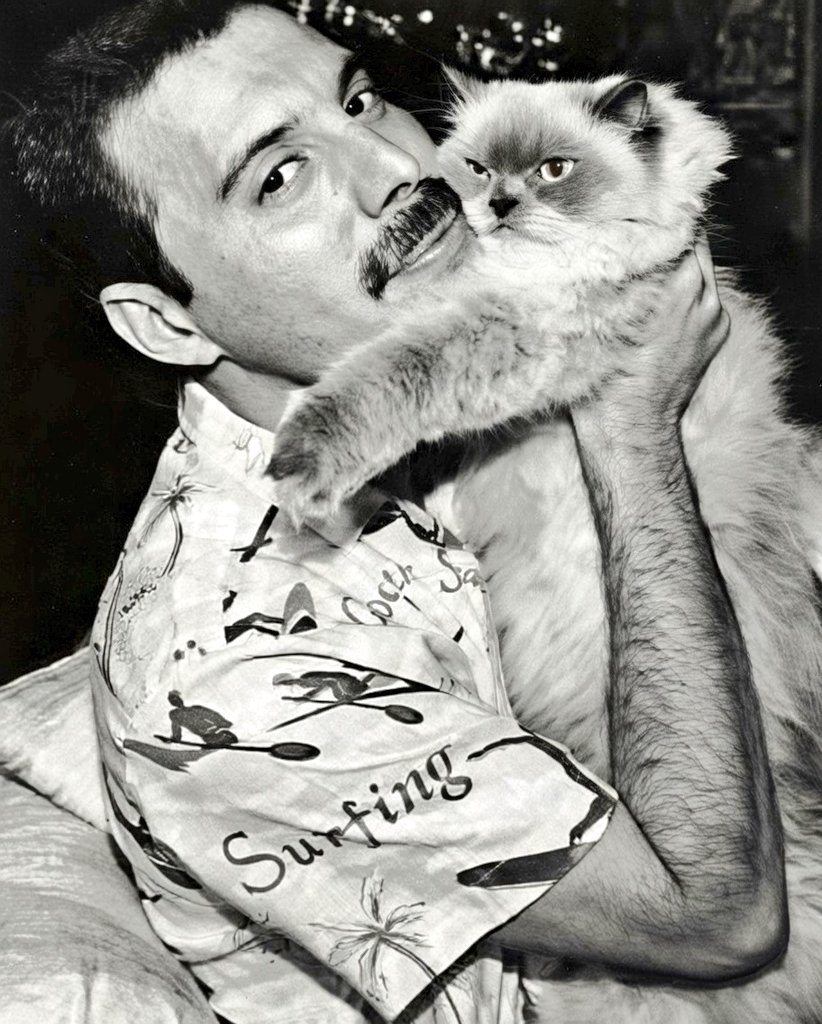 Feliz Día Internacional del Gato 🐱🐈