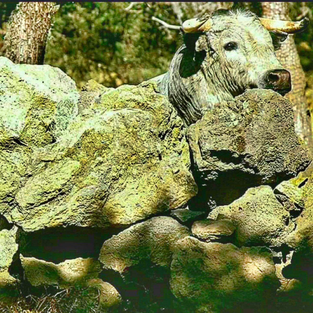 alejandra carvajal glez tweet media