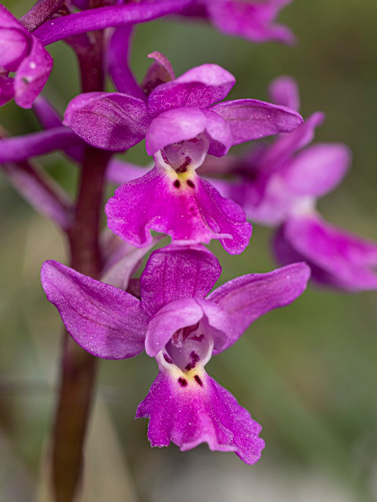 Greenwings Wildlife Tours tweet media