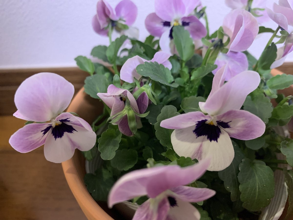 mica50254084's tweet photo. Have a beautiful weekend 🤍🩷
early spring 🌸✨ https://t.co/KRKTOGJDlb