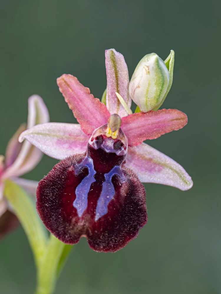 Greenwings Wildlife Tours tweet media
