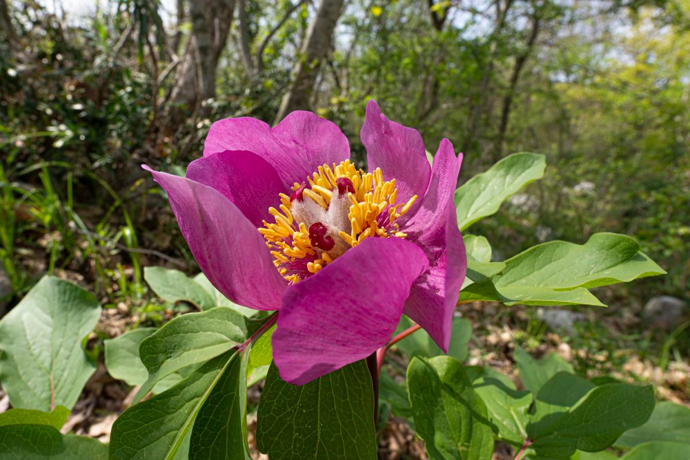 Greenwings Wildlife Tours tweet media